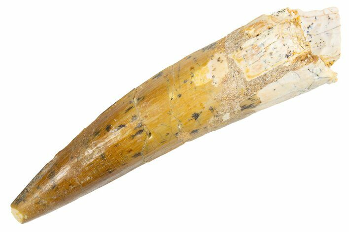 Fossil Spinosaurus Tooth - Real Dinosaur Tooth #305742